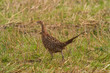 Foto: Fasanenhenne Fasanenhenne