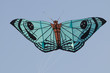 Foto: Drachen Drachen