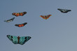 Foto: Drachen Drachen