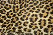 leopard fur texture (real) leopard fur texture (real)
