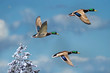 Winter Mallards
