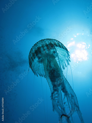 Photo: “Nocticula Pelagia” Jellyfish “Nocticula Pelagia” Jellyfish