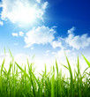 field of spring grass