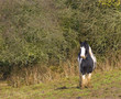 Pony