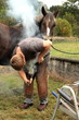 Maréchal ferrant posant un fer à cheval Maréchal ferrant posant un fer à cheval