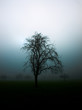 Nebelwald
