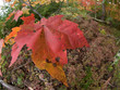 Fall Foliage