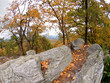 Fall Foliage