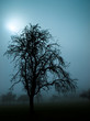 Photo: Nebelwald Nebelwald