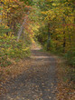 Fall Foliage
