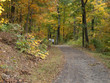 Fall Foliage