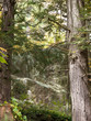 Fall Foliage