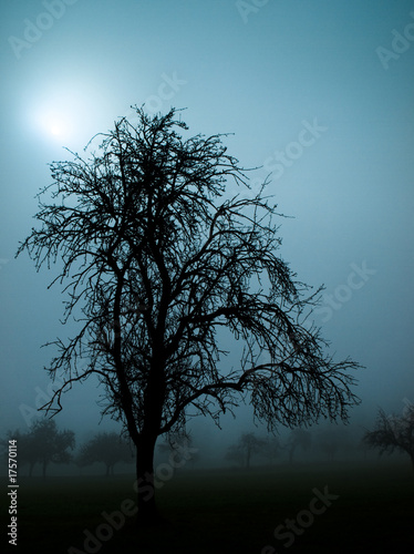 Photo: Nebelwald Nebelwald