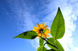Flowers on heavenly sky