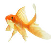 gold fish