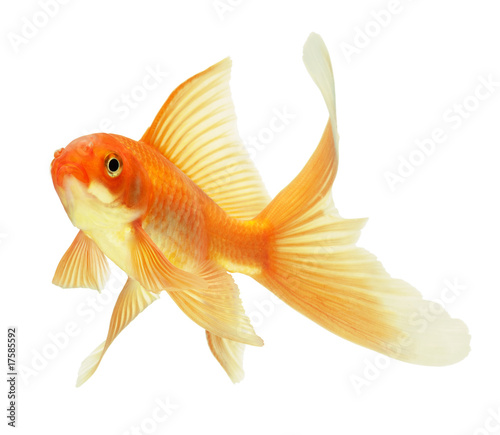 Photo: gold fish gold fish