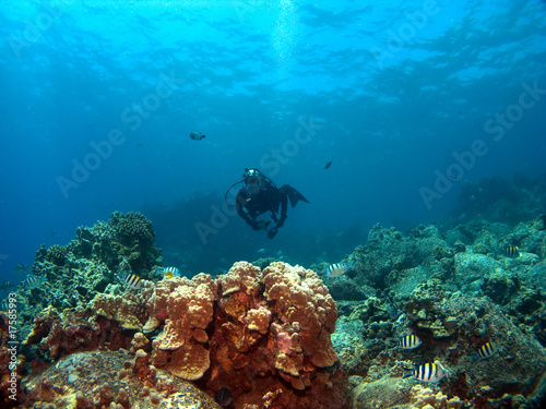 Photo: Diver on a Reef with Sergeant Major Fish Diver on a Reef with Sergeant Major Fish