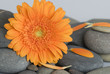 orange gerbera daisy