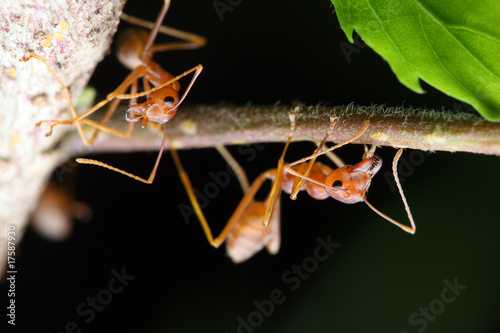Weaver Ants Weaver Ants