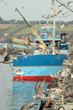 mouette criée