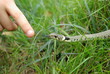 La couleuvre à collier - natrix natrix