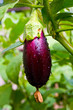 aubergine on vegetable garden