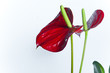 two red Flamingo flowers (Anthurium) on white two red Flamingo flowers (Anthurium) on white