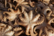 Baby Octopus Baby Octopus