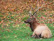 Elk Lying Down on a Fall Day