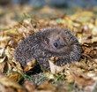 Igel_114191