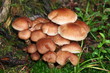 Champignons de bois