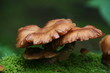 Cueillette