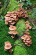 Champignons des bois