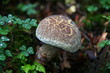 Champignon des bois