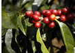 Coffee beans - Guatemala Coffee beans - Guatemala