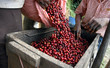 Coffee beans - Guatemala Coffee beans - Guatemala