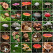 Les champignons en image