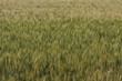Champ de blé