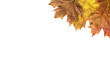 autumn leaves placed in the top corner of a white background