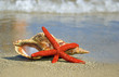 Starfish and shell on the seashore