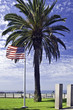 American Flag and Palm Tree