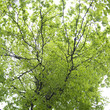 Green Tree