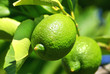 Two lemons. Two lemons.