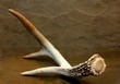 Single Shed White Tail Deer Antler