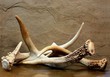 Several Shed White Tail Deer Antlers