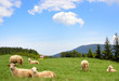 Herd of Sheep