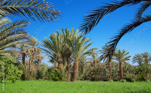 Photo: palm grove palm grove