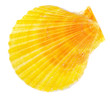 Yellow sea shell