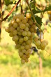 Photo: GRAPPOLO ALL'OMBRA GRAPPOLO ALL'OMBRA