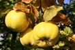 Cydonia Oblonga